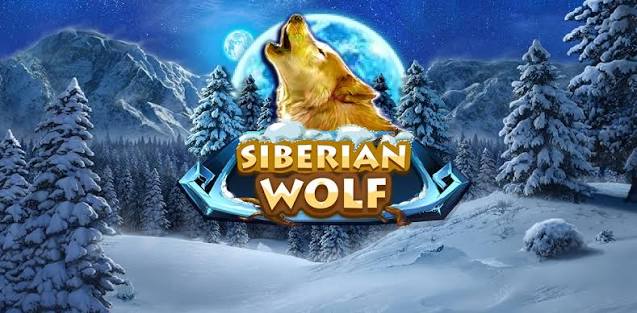 Siberian Wolf